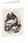 Egyptian Vultures by Anonymous