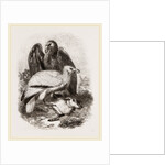 Egyptian Vultures by Anonymous
