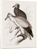 Egyytian Vultures by Anonymous