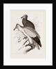 Egyytian Vultures by Anonymous