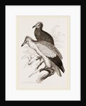 Egyytian Vultures by Anonymous