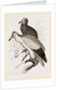 Egyytian Vultures by Anonymous