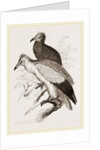 Egyytian Vultures by Anonymous