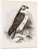 Buzzard by Anonymous
