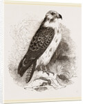 Buzzard by Anonymous