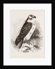 Buzzard by Anonymous