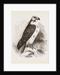Buzzard by Anonymous
