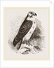 Buzzard by Anonymous