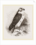 Buzzard by Anonymous