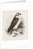 Buzzard by Anonymous