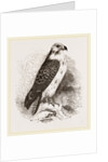 Buzzard by Anonymous
