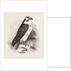 Buzzard by Anonymous