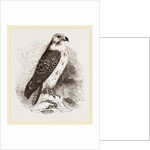 Buzzard by Anonymous