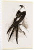 Swallow-tailed Hawk by Anonymous