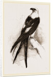Swallow-tailed Hawk by Anonymous