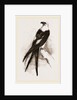 Swallow-tailed Hawk by Anonymous