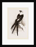 Swallow-tailed Hawk by Anonymous