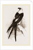 Swallow-tailed Hawk by Anonymous
