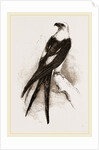 Swallow-tailed Hawk by Anonymous