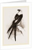 Swallow-tailed Hawk by Anonymous