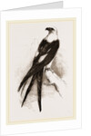 Swallow-tailed Hawk by Anonymous