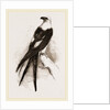 Swallow-tailed Hawk by Anonymous