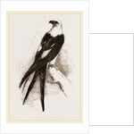 Swallow-tailed Hawk by Anonymous