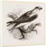 Black-winged Swallow Hawk by Anonymous