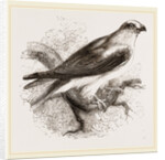 Black-winged Swallow Hawk by Anonymous