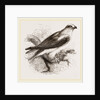 Black-winged Swallow Hawk by Anonymous