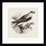 Black-winged Swallow Hawk by Anonymous