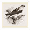 Black-winged Swallow Hawk by Anonymous