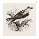 Black-winged Swallow Hawk by Anonymous