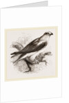 Black-winged Swallow Hawk by Anonymous