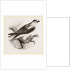Black-winged Swallow Hawk by Anonymous