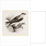 Black-winged Swallow Hawk by Anonymous