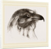 Moor Harrier by Anonymous