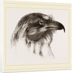 Moor Harrier by Anonymous