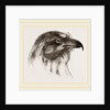 Moor Harrier by Anonymous