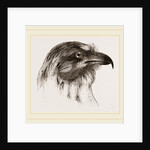 Moor Harrier by Anonymous