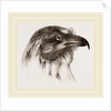 Moor Harrier by Anonymous