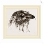 Moor Harrier by Anonymous