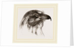 Moor Harrier by Anonymous