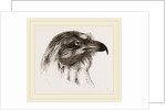 Moor Harrier by Anonymous