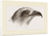 Honey-Buzzard by Anonymous