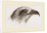 Honey-Buzzard by Anonymous