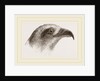 Honey-Buzzard by Anonymous