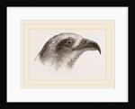Honey-Buzzard by Anonymous