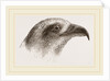 Honey-Buzzard by Anonymous