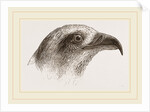 Honey-Buzzard by Anonymous